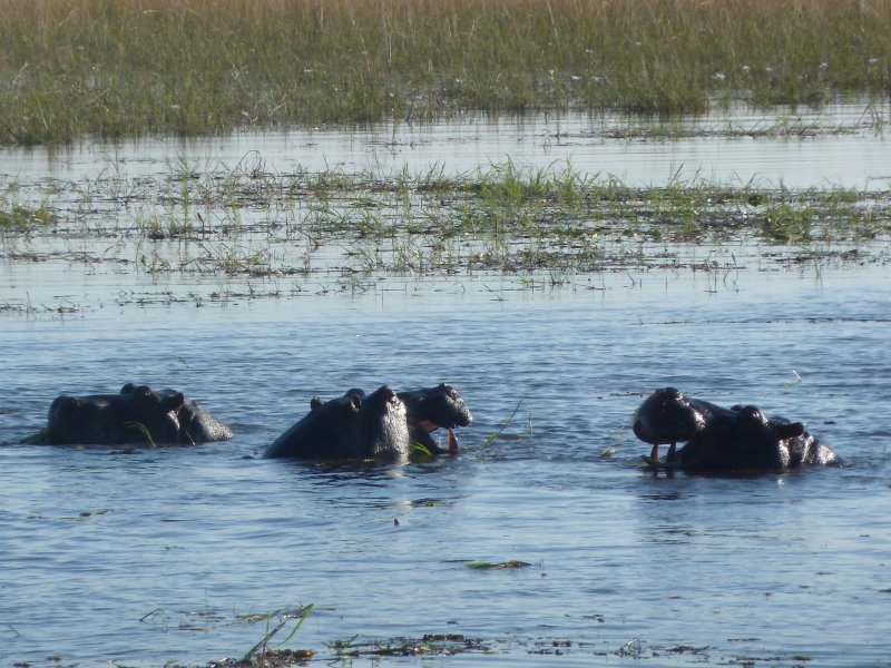 hippopotames Chobe FP.jpg - Hippopotames à Chobe